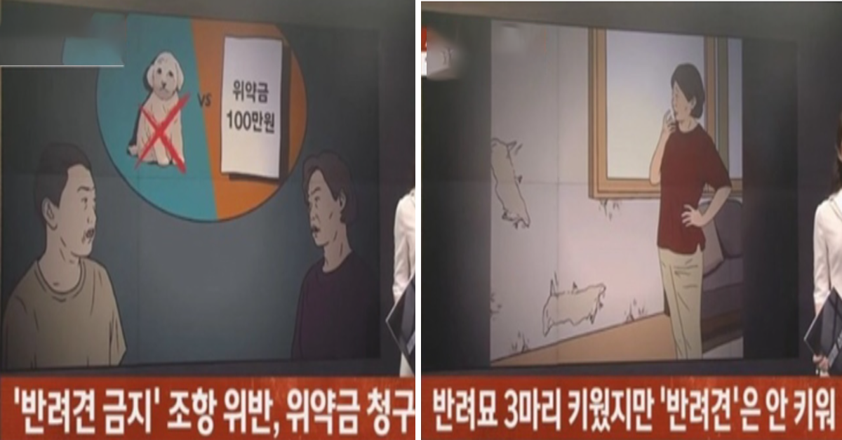  반려견 금지 특약에 '고양이'키운 세입자..분쟁 결과는?