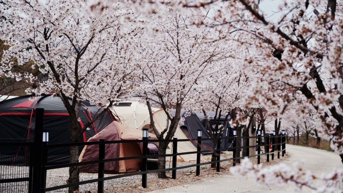 벚꽃 캠핑장 삼척 엘림캠핑장