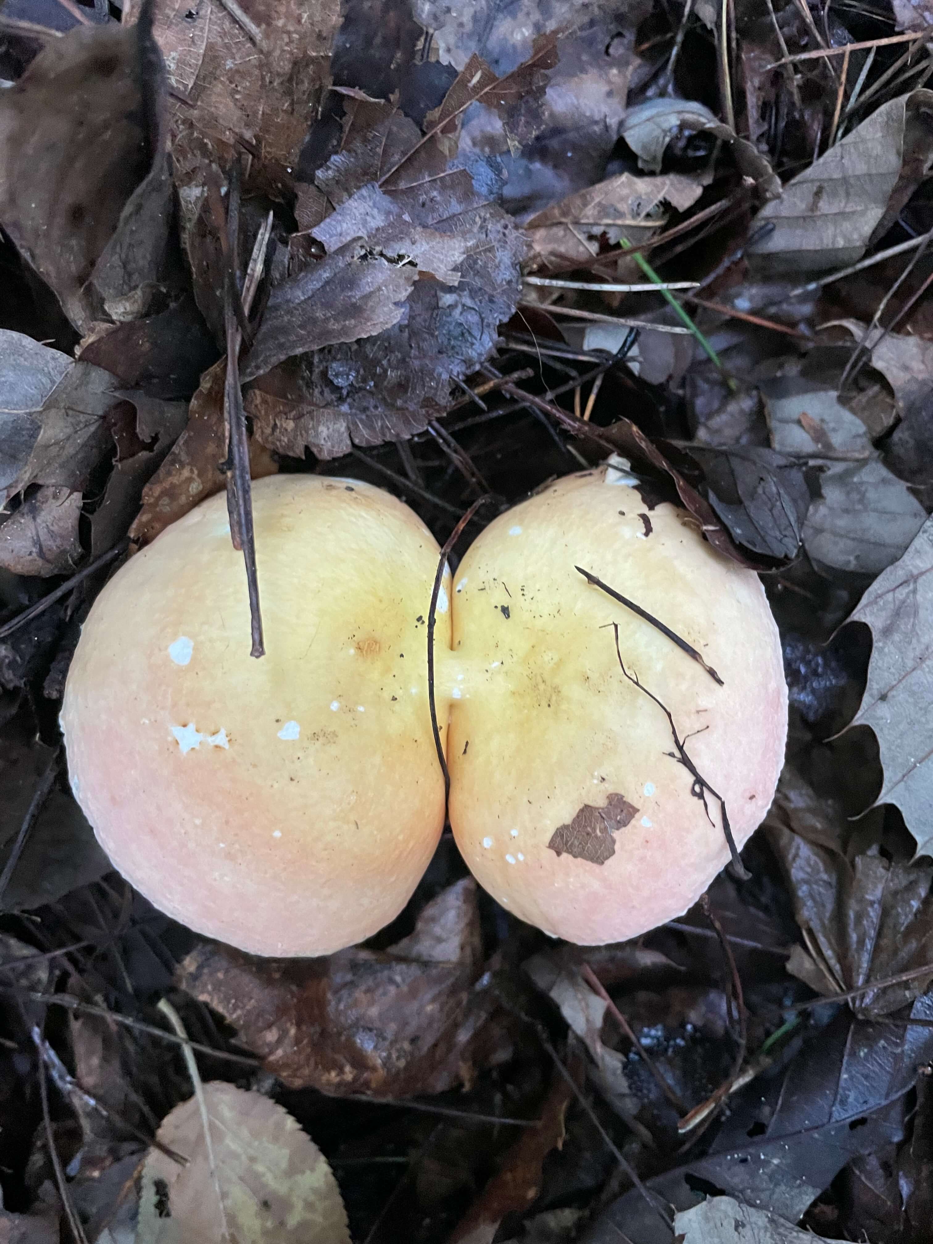 계곡을 찾아가는 길에 만난 특이한 쌍둥이 버섯