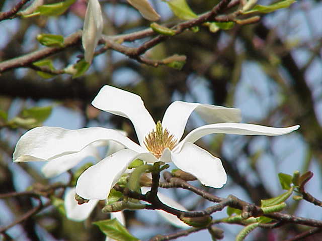 신이목련 (학명: Magnolia kobus)