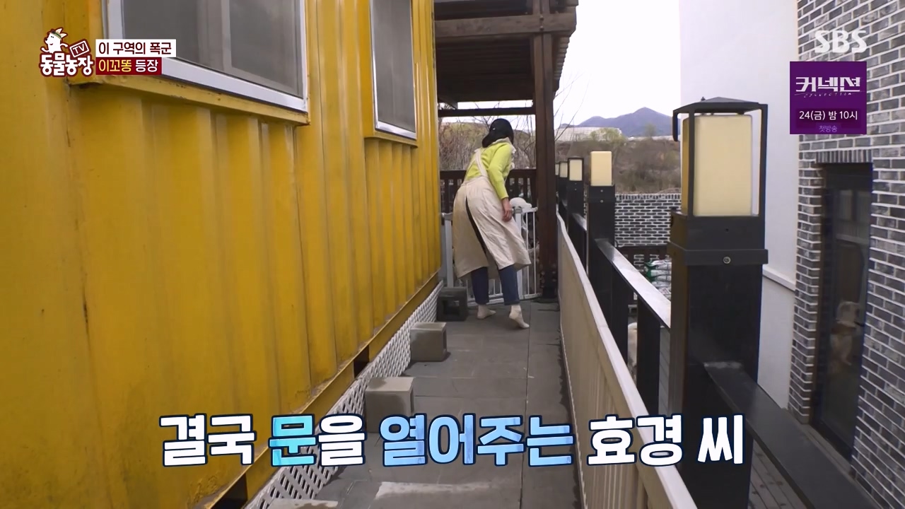 TV 동물농장.E1172.240520p-NEXT.mp4_20240519_165235.079.jpg