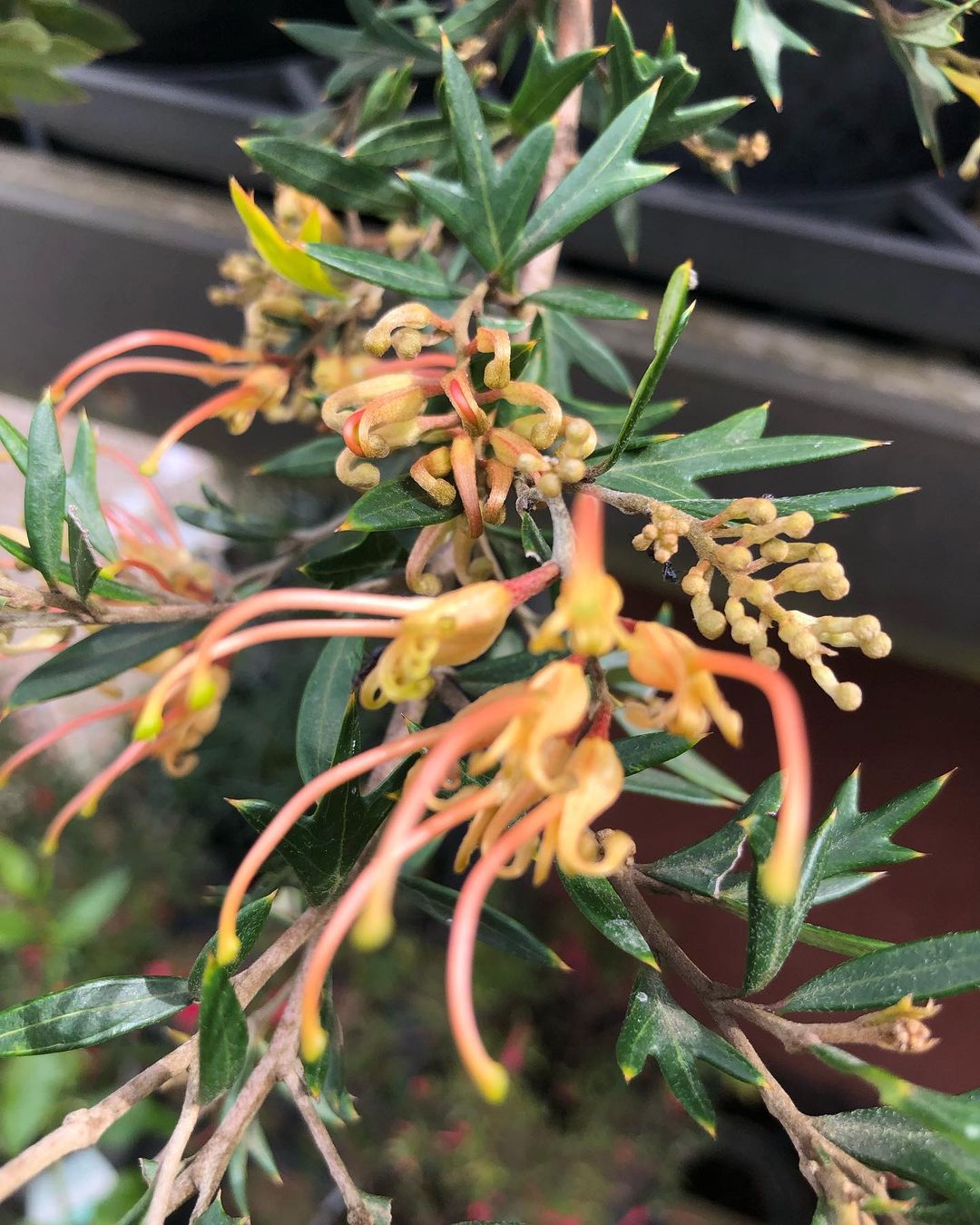 Grevillea &lsquo;Old Gold&rsquo;