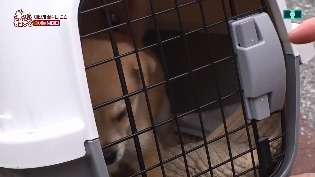 TV 동물농장.E1143.231030p-NEXT.mp4_20231029_164103.709.jpg