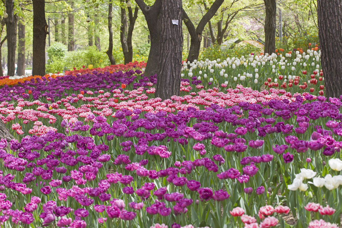 벚꽃 뒤의 튤립, 서울 성수동 튤립명소 '서울숲' 10