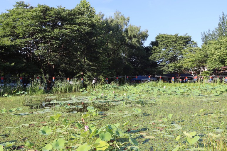 봉선사 연꽃 피는 시기 꽃놀이 합니다~경기도 연꽃축제 남양주여행 24