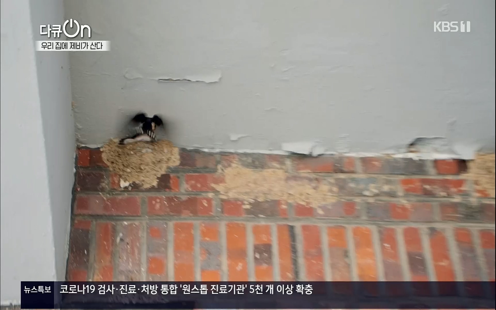 다큐 On.E143.220610p.H264-F1RST.mp4_20220613_202645.946.jpg