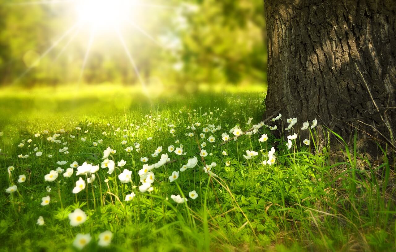 햇빛- 나무-들판- 꽃 사진