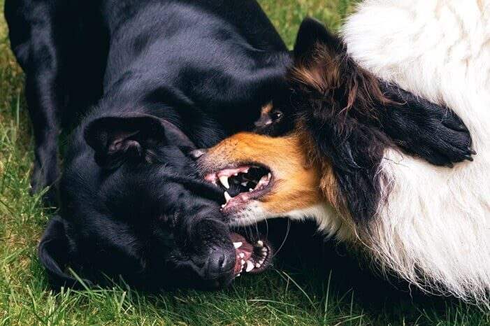흰색&#44; 검은색&#44; 황색 털을 가진 개 한마리가 검은색 털의 개의 볼을 물고 있는 모습