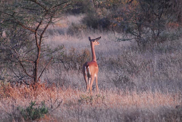 가렌케(Gerenuk): 사바나의 신비로운 기린영양