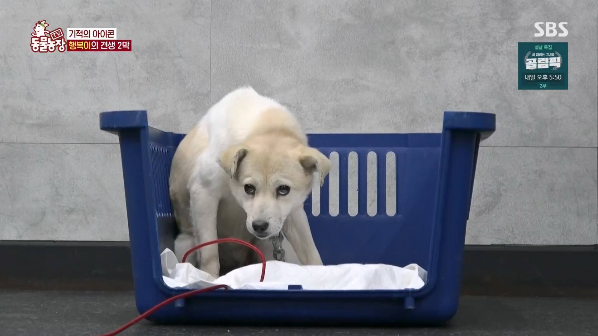 TV 동물농장.E1158.240211p.H264-F1RST.mp4_20240211_194053.234.jpg