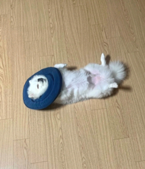  넥카라의 새로운 용도를 깨달은 멍무.jpg