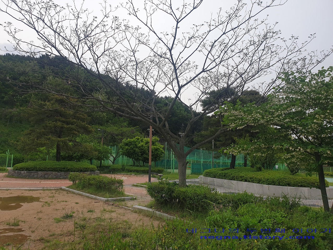 명장배수지 체육공원의 나무