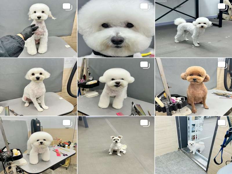 안산시 애견미용 잘하는 곳 BEST4 | 예약하기 | 정보 확인하기 | 후기 보러가기 | 가격 비교 | 애견미용샵 추천 | 총정리 - 1. 짱구야놀자 애견유치원 & 애견미용실 소개 - 1.1 다른 애견미용실과의 차별점 1.1 다른 애견미용실과의 차별점