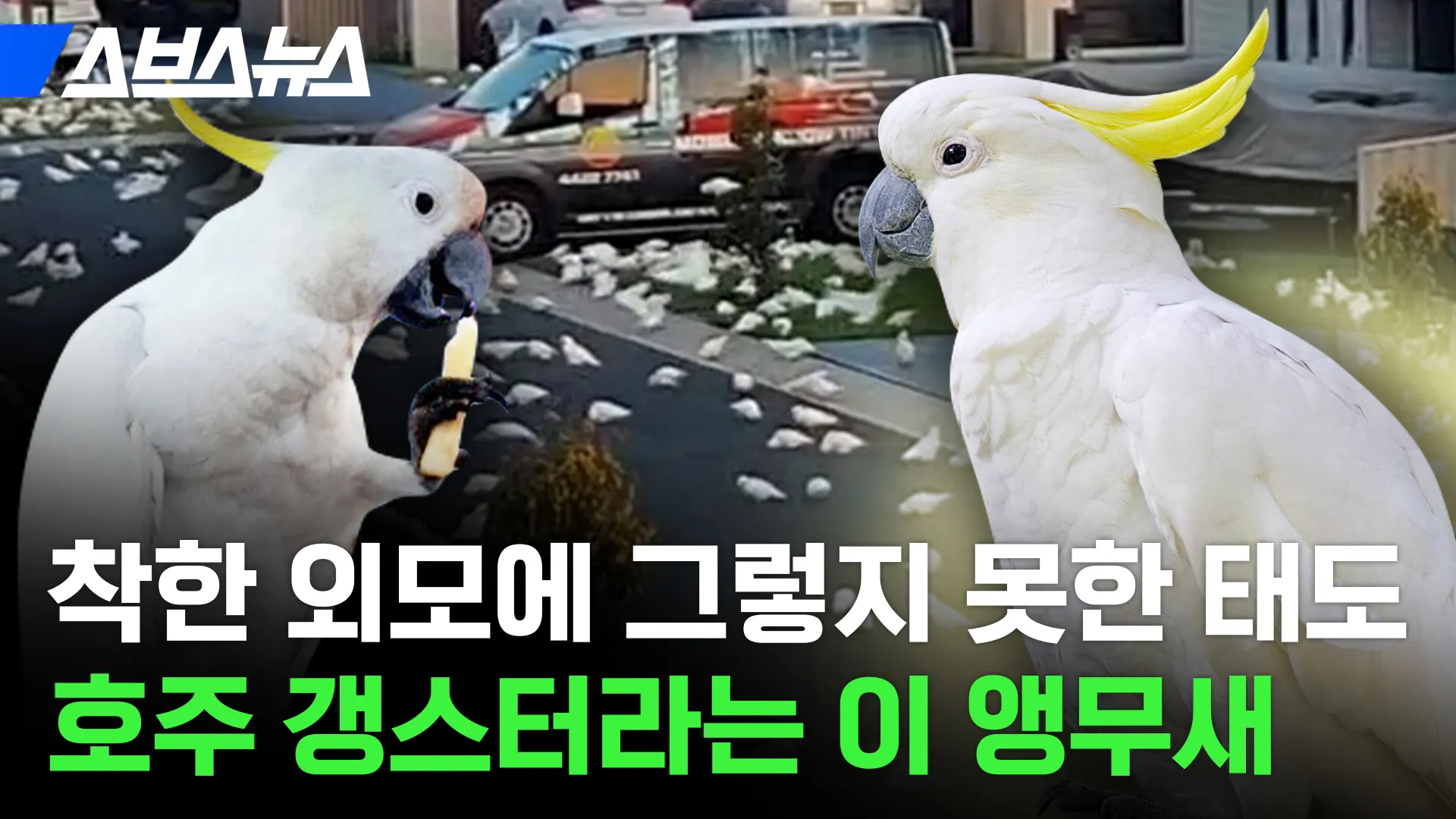 앵무새 이미지