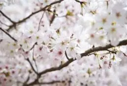 워커힐-호텔앤리조트-피자힐-삼거리-3