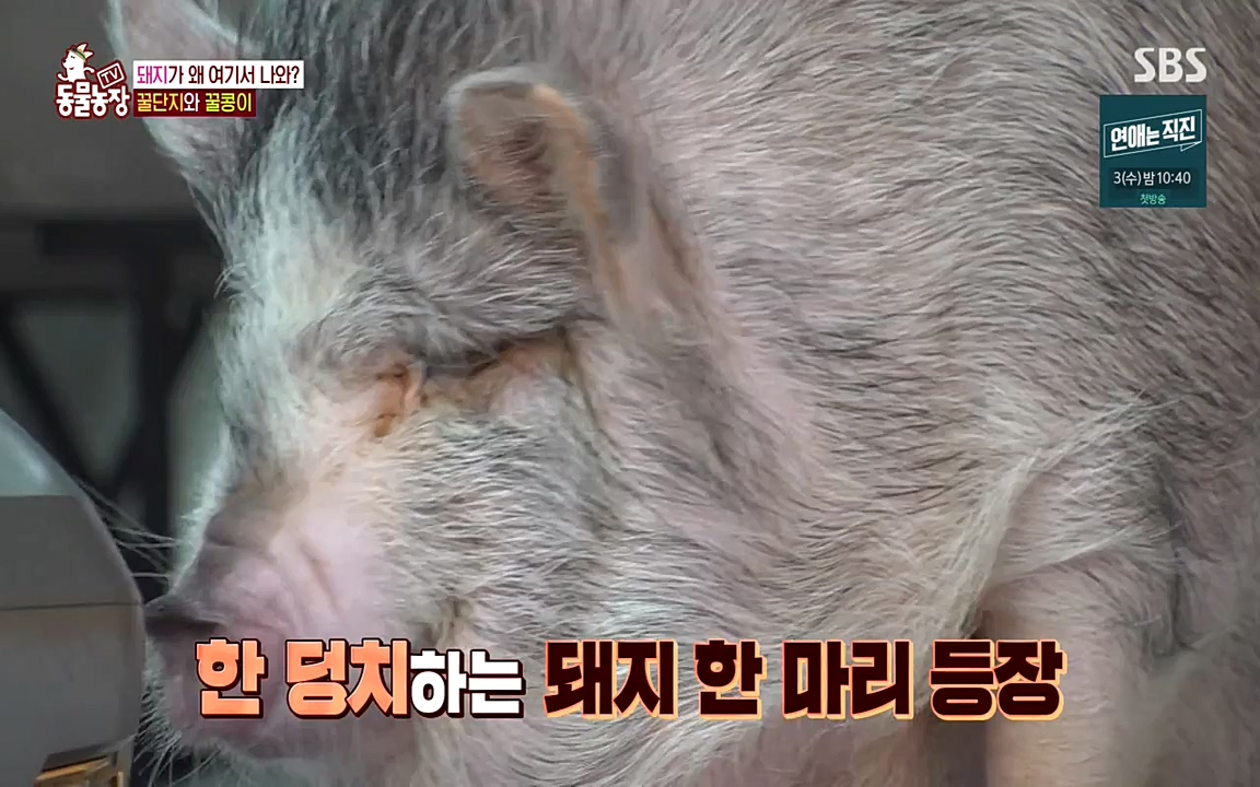 TV 동물농장.E1080.220732p-NEXT.mp4_20220731_174220.620.jpg