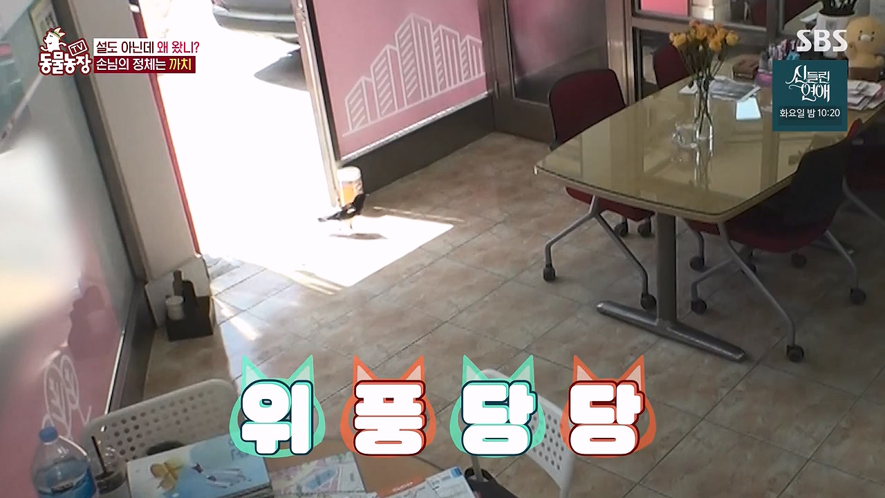 TV 동물농장.E1177.240624p-NEXT.mp4_20240623_163741.916.jpg