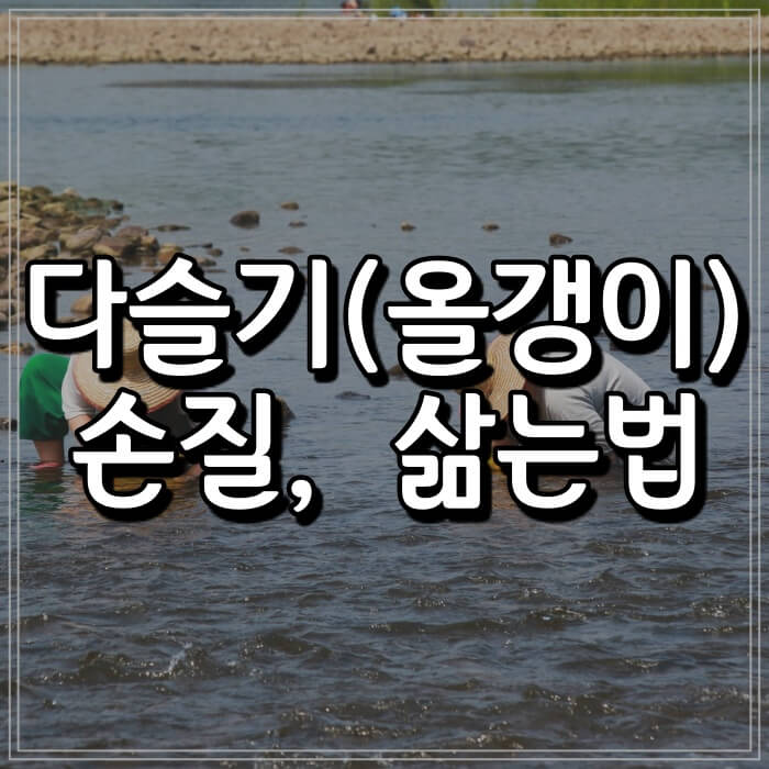  다슬기, 올갱이, 고디, 고동 표준어는? (손질, 삶는법, 국 끓이는 법)