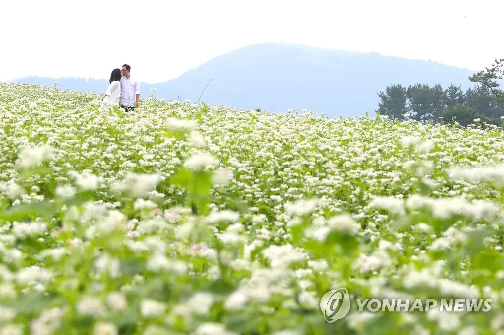 2025 제주도 웨이뷰 메밀꽃밭 축제에서 웨이뷰로 사랑하는 사람들과 행복한 시간 보내기_8