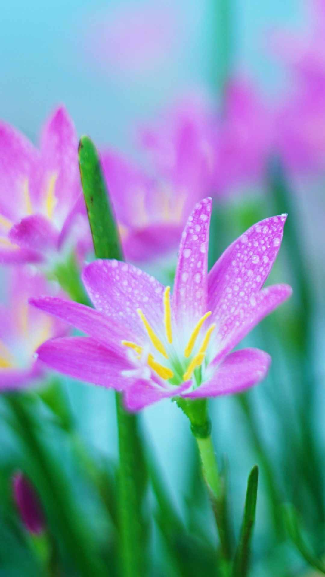 Crocus Flower iPhone Wallpaper