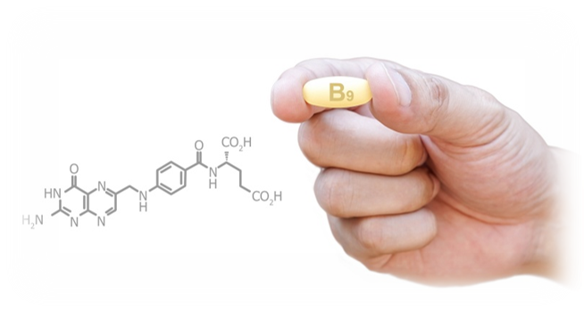 엽산(비타민B9)