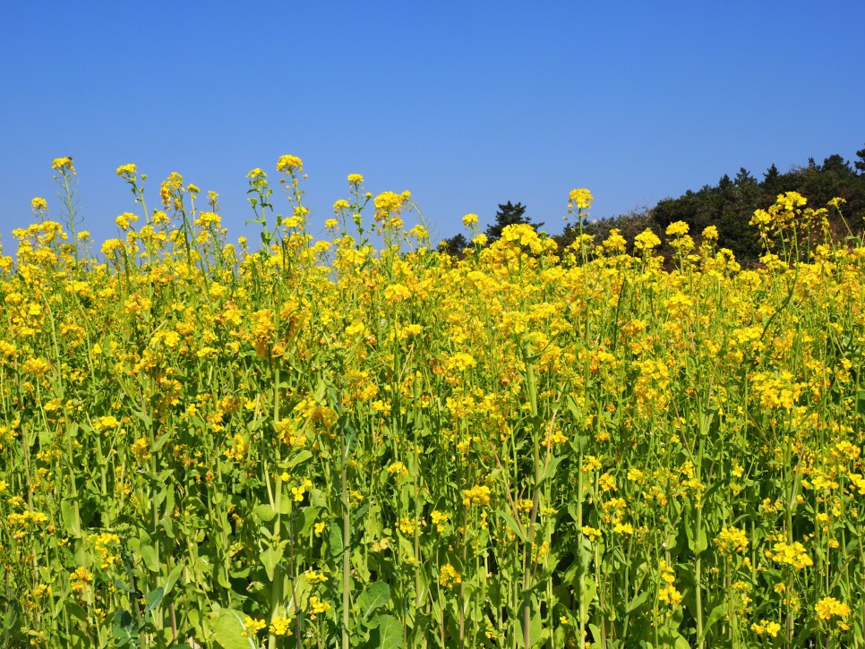 오늘 24도 가볍게 입으세요 2월 제주도 날씨 5