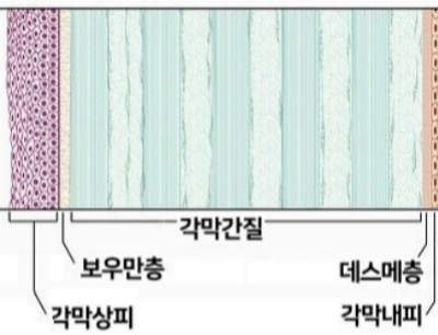 각막 부위별 명칭2