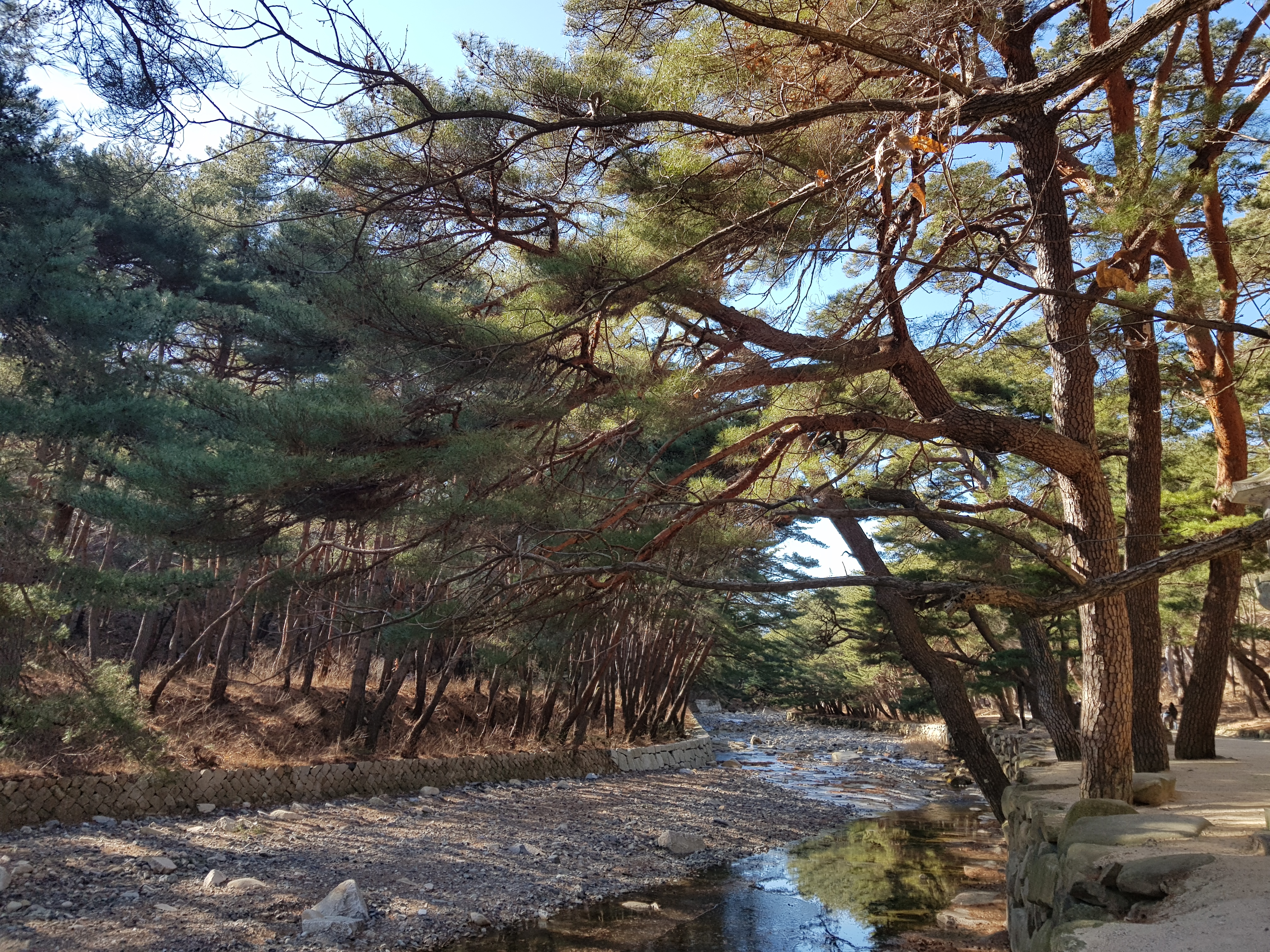  [경남 양산] 양산 꼭 가봐야 할 곳 통도사/걷기 좋은 아름다운 숲 무풍한송로