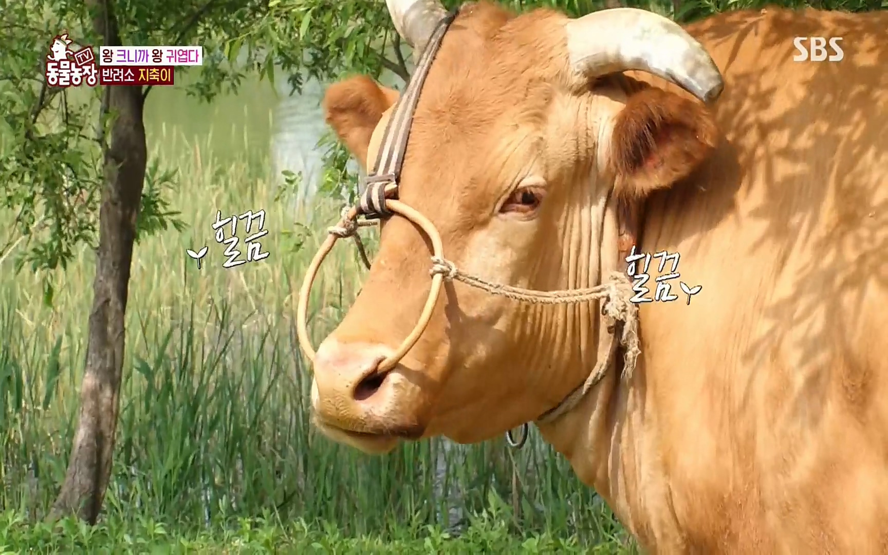 TV 동물농장.E1074.220619p.H264-F1RST.mp4_20220619_180957.291.jpg