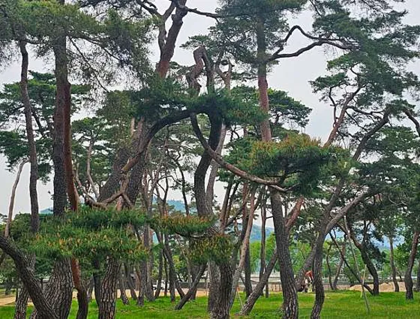 경주 오릉
