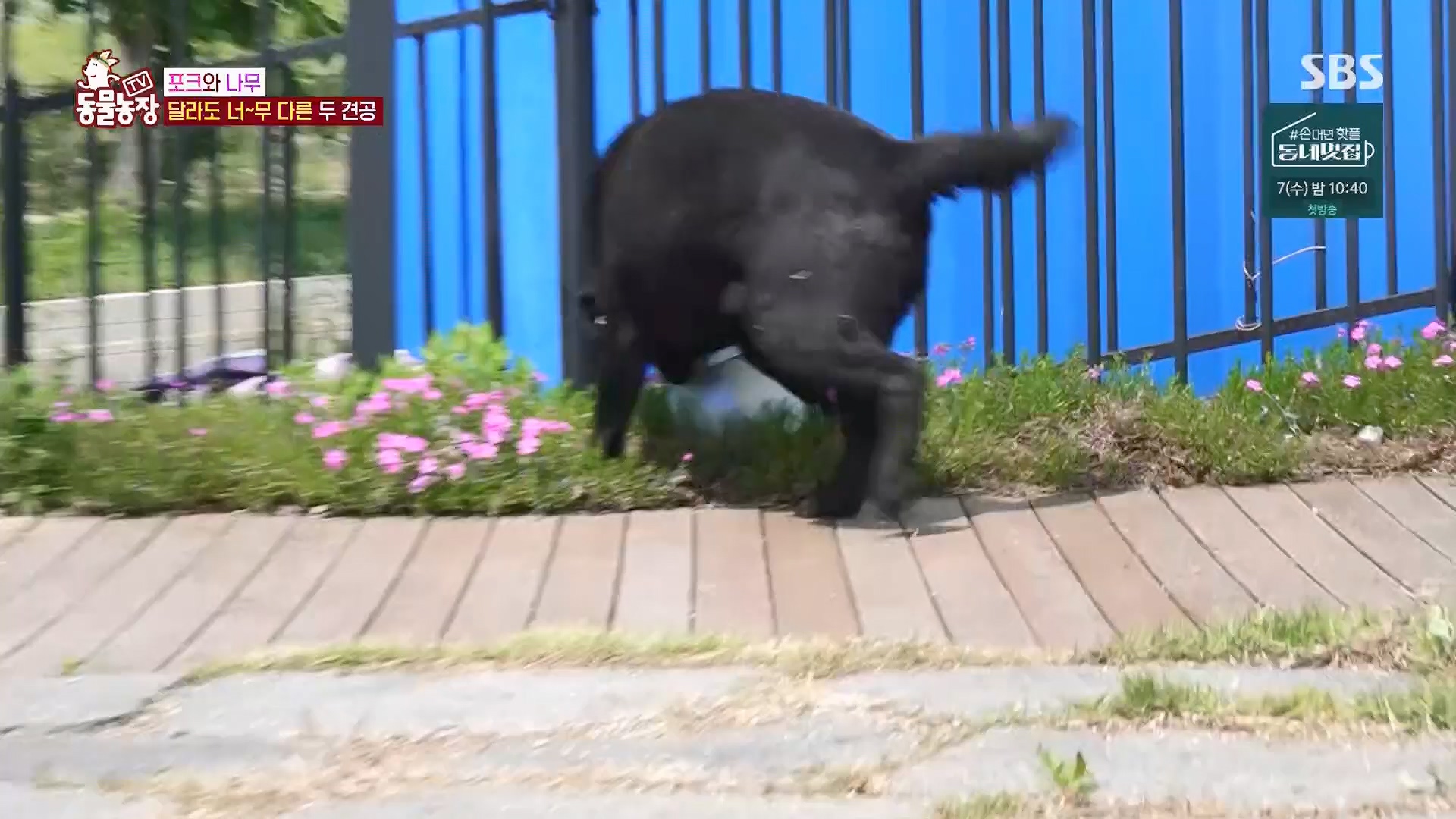 TV 동물농장.E1123.230604p.H264-F1RST.mp4_20230604_173256.775.jpg