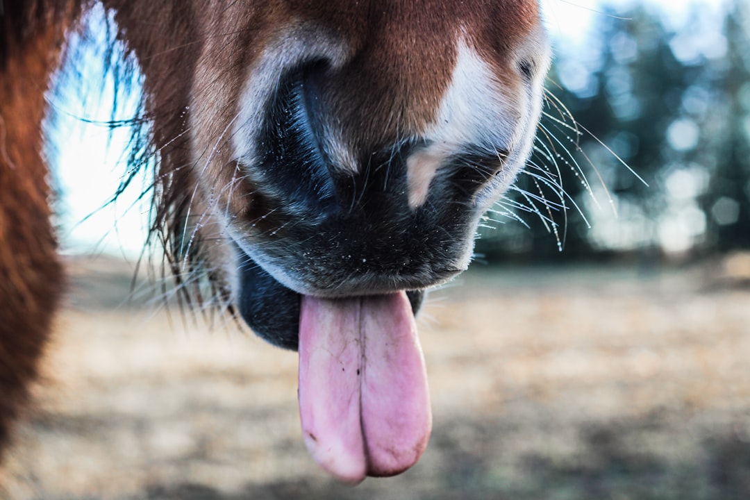 Tongue