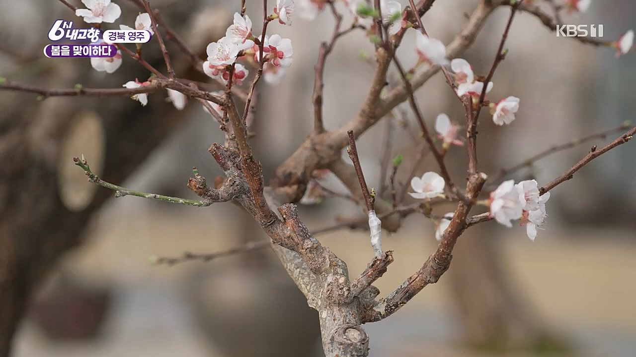 6시 내고향.E7748.230321p.H264-F1RST.mp4_20230321_202114.868.jpg