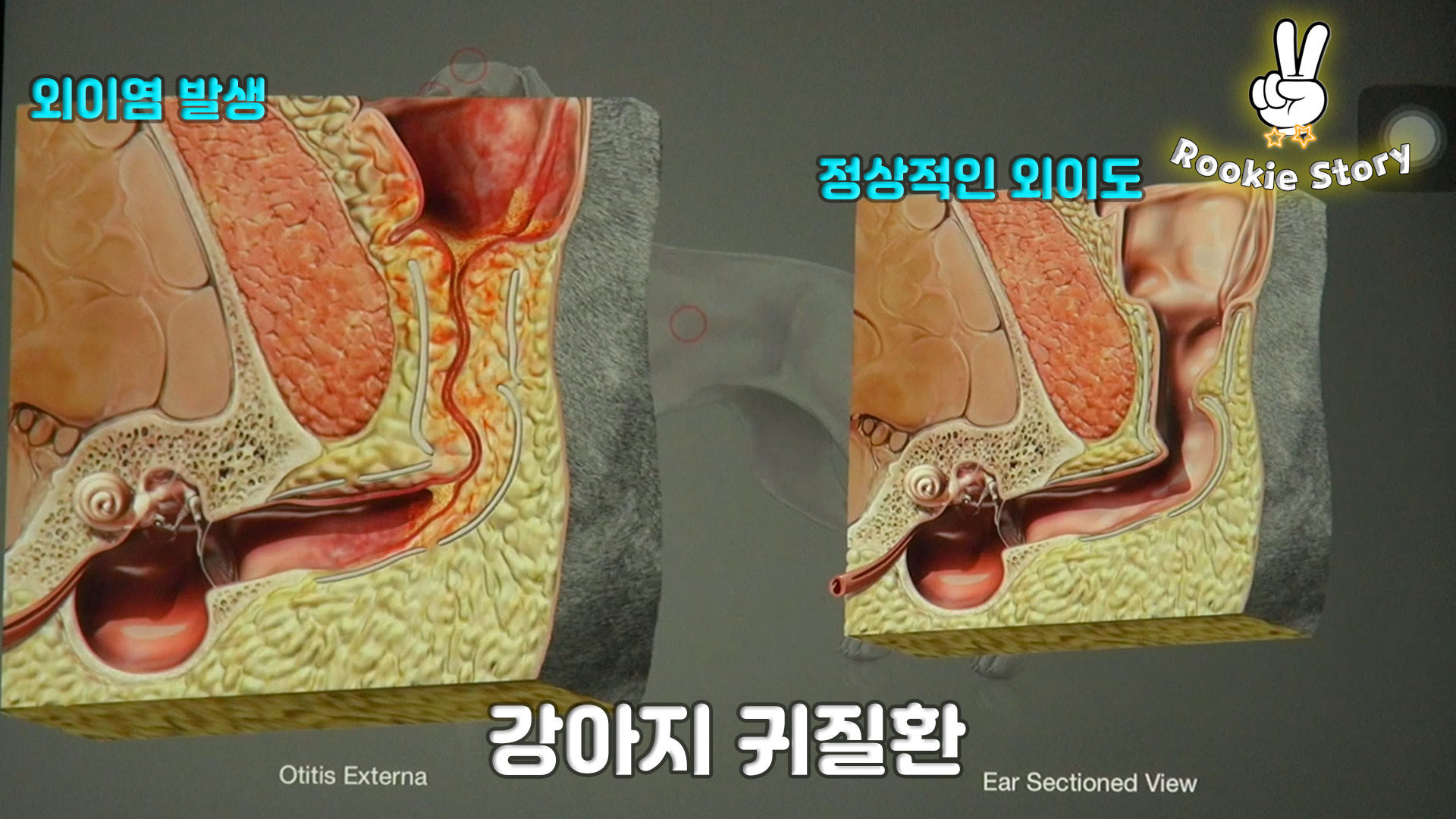  강아지 귀병 외이염 귀진드기 증상 원인 치료 방법