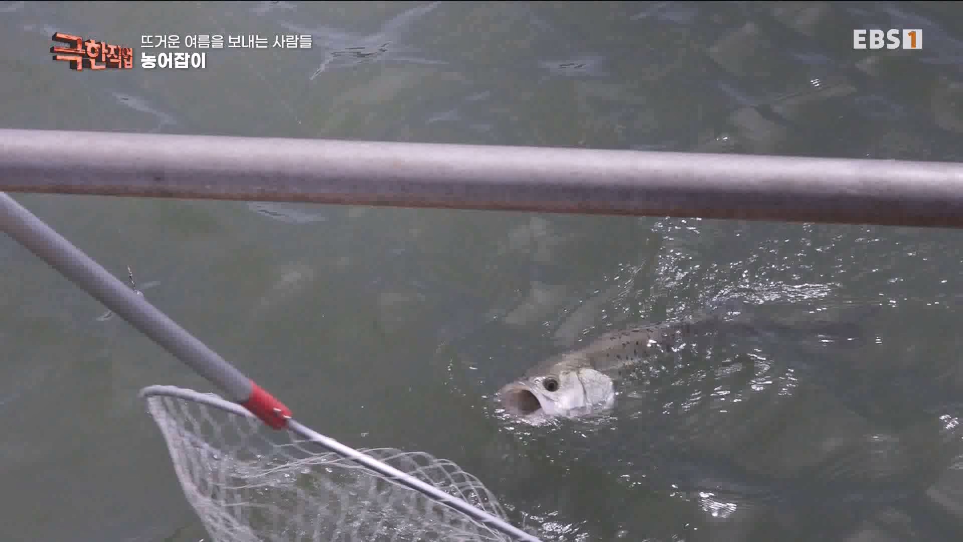 [극한 직업] 삼베 제작과 농어잡이 230812p.mp4_20230814_204010.791.jpg