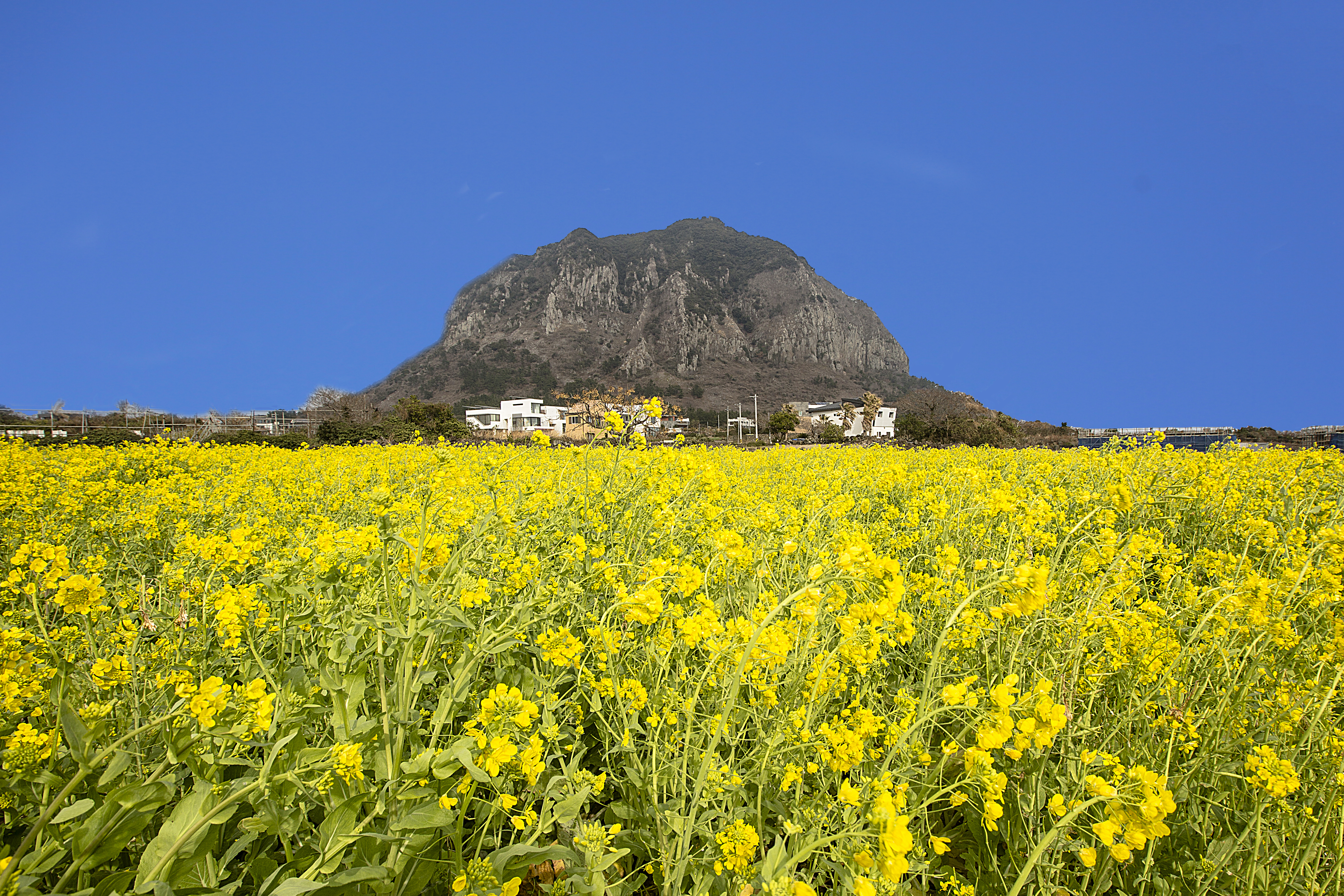 유채가 있는 풍경 1