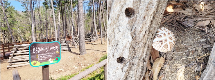 거제-숲소리공원- 표고버섯-체험장