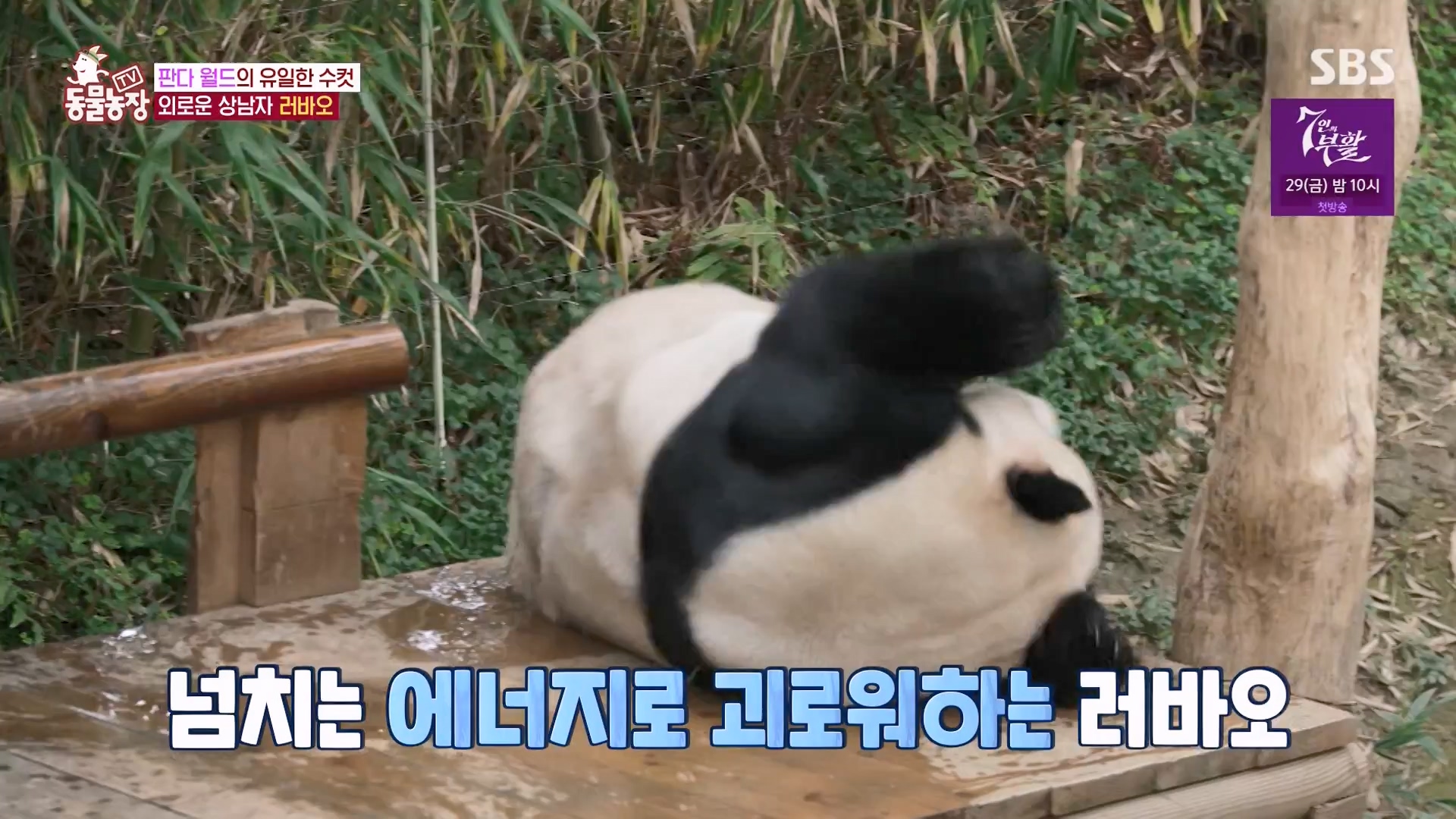 TV 동물농장.E1163.240317p-NEXT.mp4_20240317_171055.151.jpg