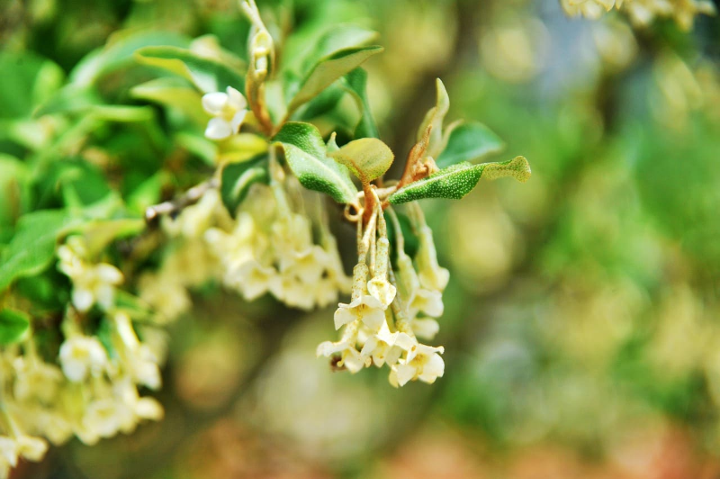 봄에 보리수 나무에 달린 베이지 색의 작은 나팔 모양을 닮은 꽃 사진