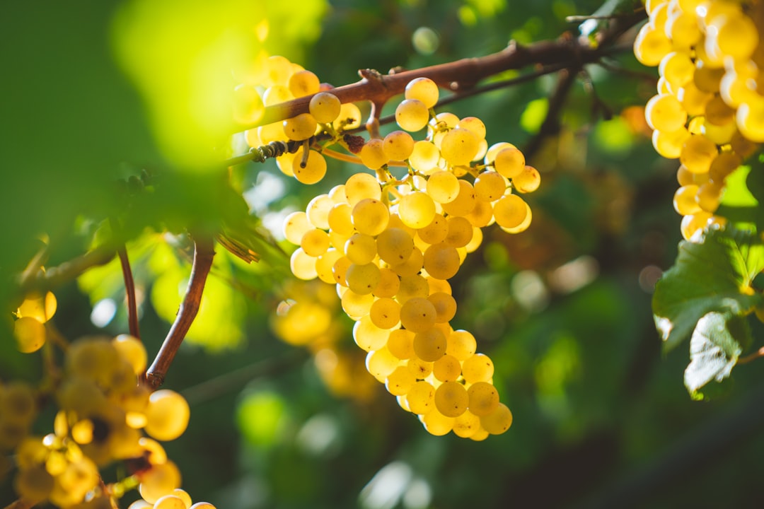 fruit