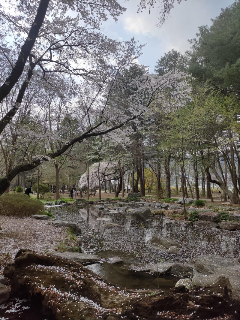남이섬 풍경사진&#44; 벚꽃&#44; 연못에 벚꽃잎이 떨어져 있는 모습