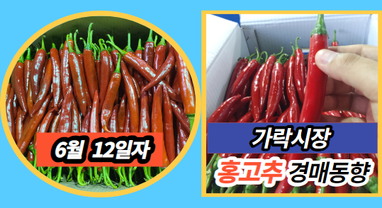  [경매사 일일보고] 6월 12일자 가락시장 홍고추 경매동향을 살펴보겠습니다!