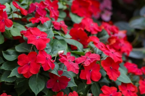 정원꾸미기 아름다운 빨간 꽃 - 아프리카봉선화(임파첸스)