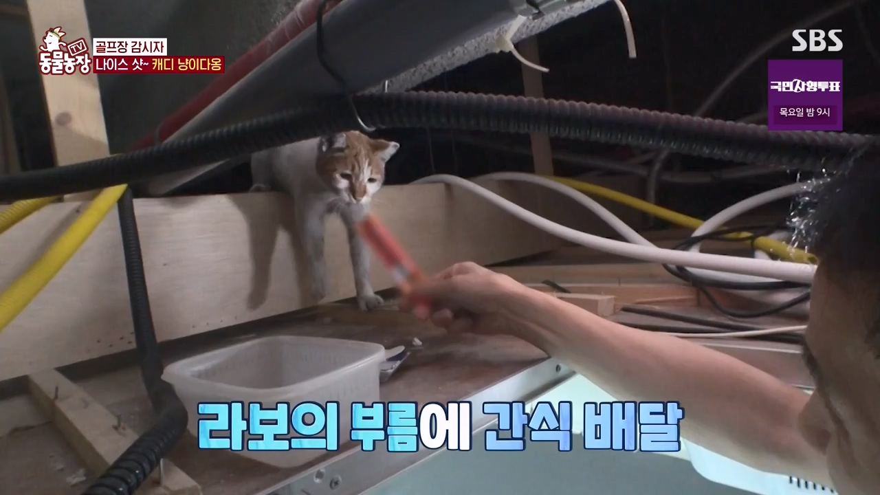 TV 동물농장.E1133.230814p-NEXT.mp4_20230813_171348.634.jpg