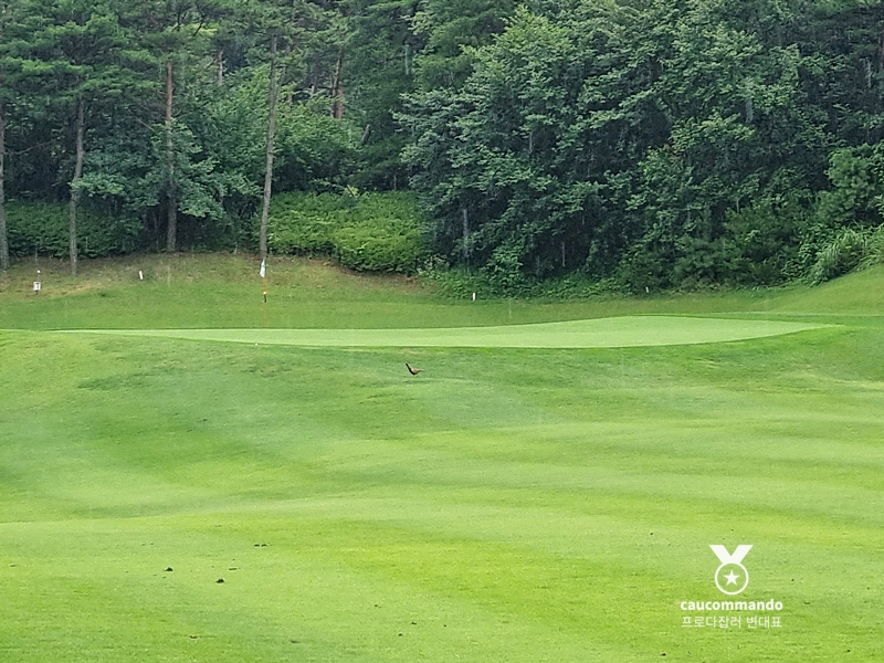 연예인 골프 순위 연예인들이 참여하는 15