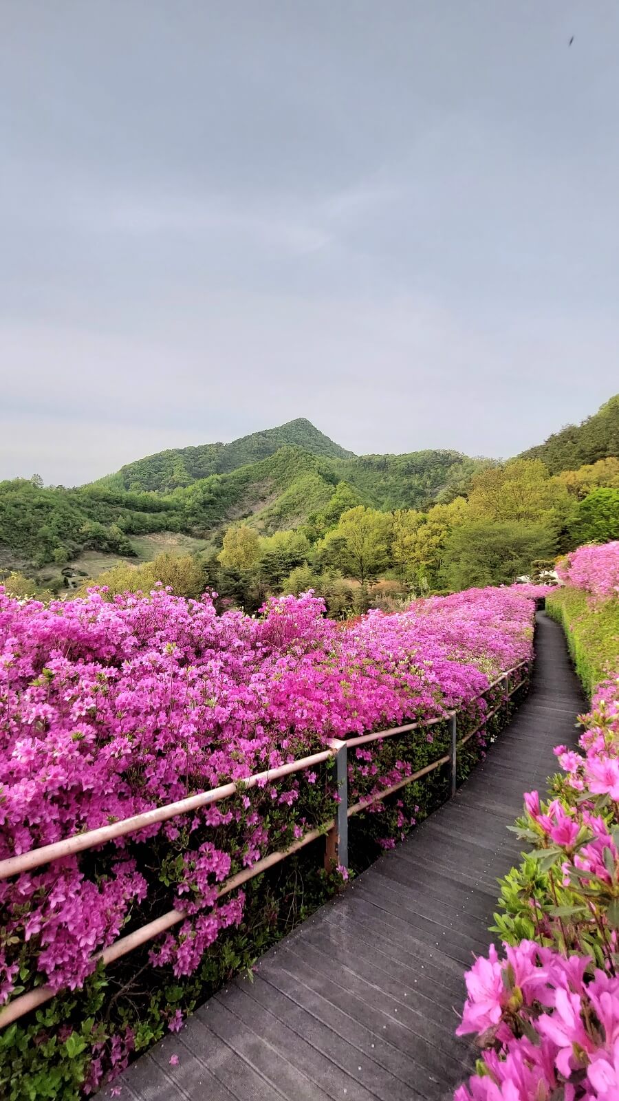 화산꽃동산