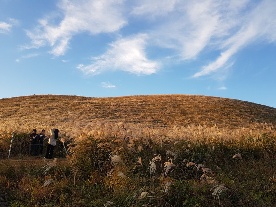 가족여행 저렴하게 대절 굿 제주도 승합차 투어 8