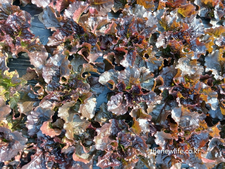 Close-up of shiny purple lettuce leaves reflecting sunlight, creating an artistic texture on a farm-햇빛을 받아 반짝이는 보랏빛 적상추의 근접 사진 – 밭 위에 펼쳐진 예술적인 질감과 색조