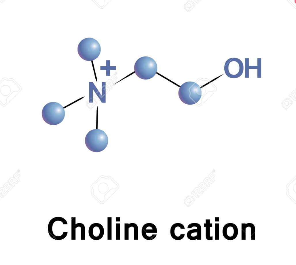 포스파티딜콜린 (Phosphatidylcholine)