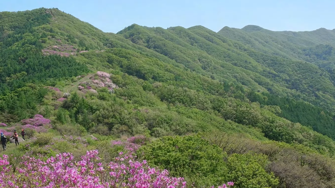 2023 지리산 바래봉 철쭉 군락지 여행 (지리산 운봉 바래봉 철쭉 축제)